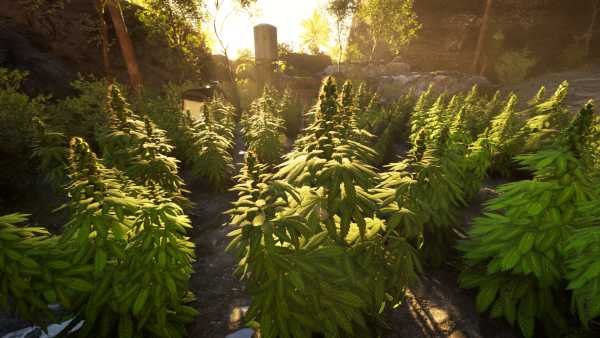 weed-shop-4-highland